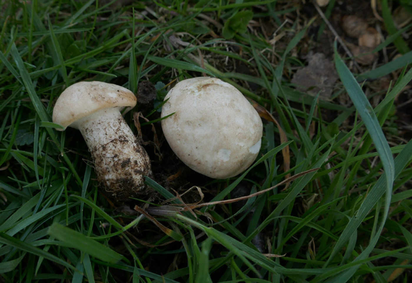Photo by Jackie Ewan Calocybe gambosa by Jackie Ewan
